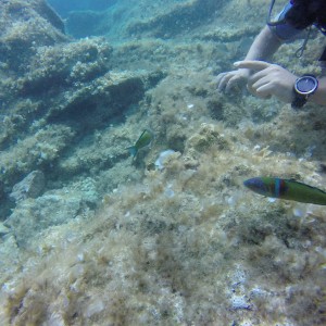 Cirkewwa reefs