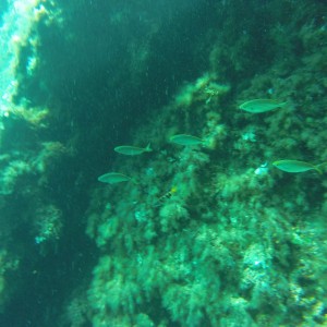 Cirkewwa reefs