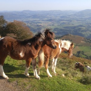 Camino De Santiago