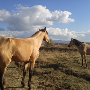 Camino De Santiago