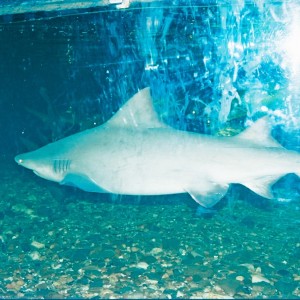 Melbourne Aquarium - Καρχαρίας