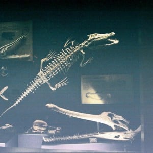 Australian Museum - Κροκόδειλοι
