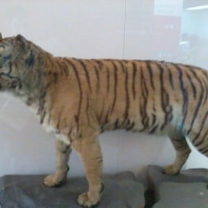 Australian Museum - Τίγρη