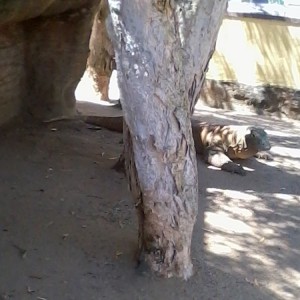 Taronga Zoo - Δράκος Κομόντο