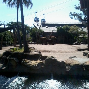 Taronga Zoo - Ελέφαντας