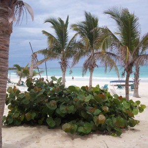 XPU HA BEACH