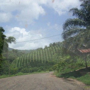 HUMMINGBIRD HIGHWAY