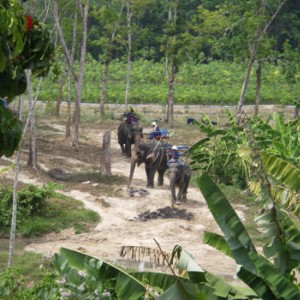 ELEPHANT SAFARI στο Πουκέτ