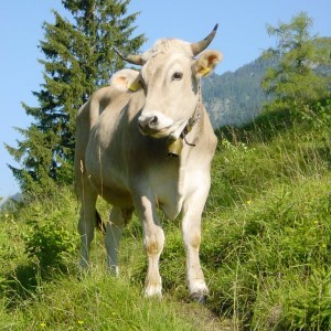009 A nice Grainau cow at the pasture at the Hohenrain plateau