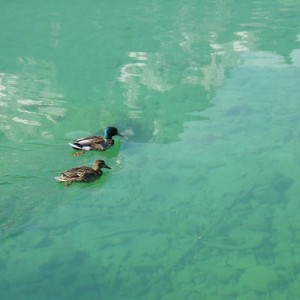 006 A duck couple on lake Eibsee