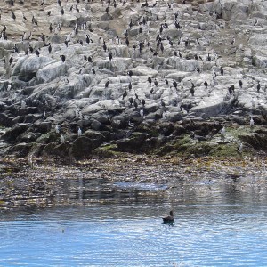 Ushuaia, Argentina