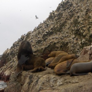 ΝΗΣΙΑ BALLESTAS.Θαλάσσιοι λέοντες