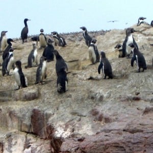 Πιγκουίνοι ( τόσο μακρια  απ την Ανταρκτική)