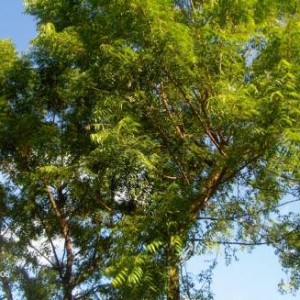 ΚΑΖΟΥΡΑΧΟ   δέντρο neem. Eχει θαυμαστές ιδιότητες. Μέχρι πρόσφατα προσπαθού