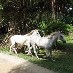 White Horses 2