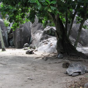 Giant Turtles