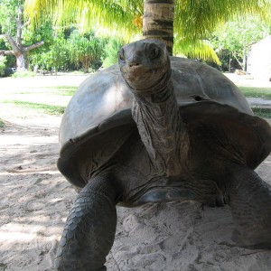 Τεράστια και φιλική χελώνα