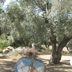 Τρίκερι