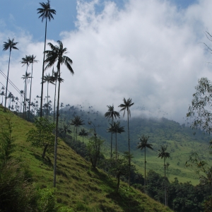 Cocora