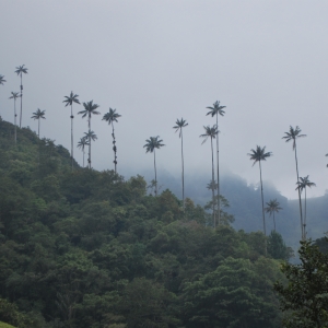 Cocora