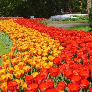 keukenhof