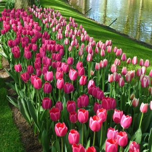 keukenhof