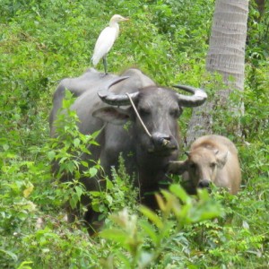 koh samui