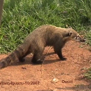 Το γλυκυτατο ζωακι Uati στο Iguazu