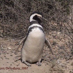 Πιγκουινος σε ποζα για φωτογραφηση
