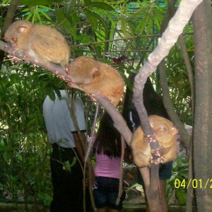 Bohol island