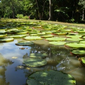 Giant lillies amazonica - Pamplemousses