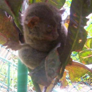 Tarsier