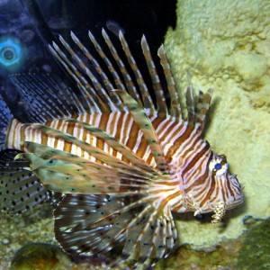 koh samui aquarium