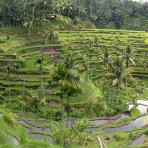 BALI