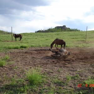 mongolia
