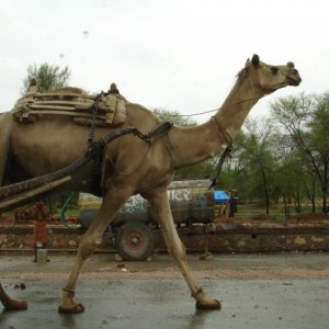 india varanassi agra