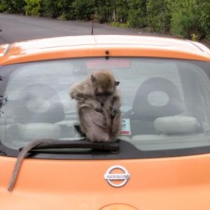 Macaca on a car!