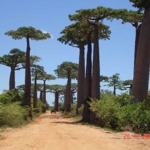 Μαδαγασκαρη