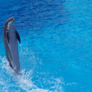 Το δελφινι απο το παρκο του Αsterix