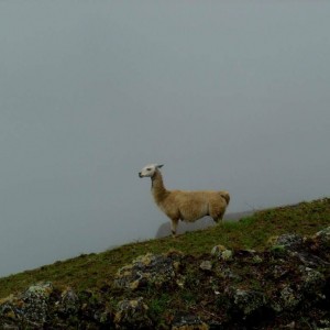 Lama on the Andes
