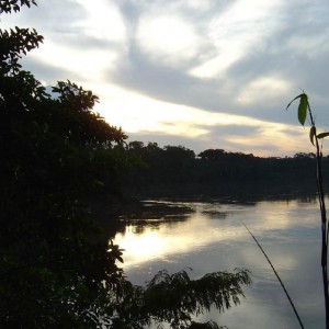 Amazonas Rain Forest