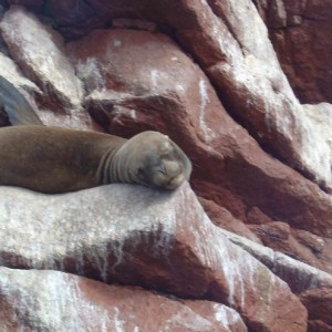 Sea Lion (Ballesta Islands)