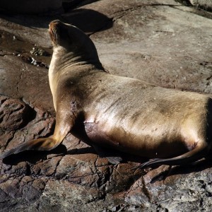 Islas ballestas-Sea lion