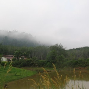 Misty Taman Negara