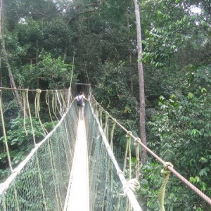 Canopy walkway