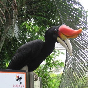 Το εθνικό πουλί της Μαλαισίας
