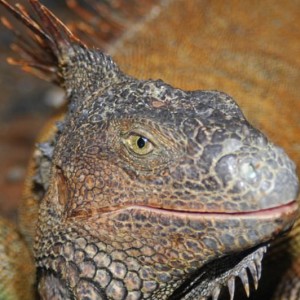 Iguana