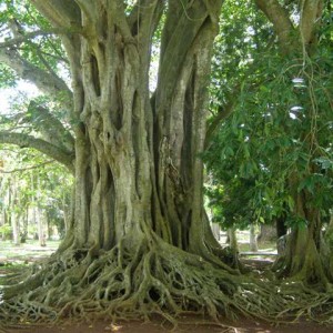 banyan_tree
