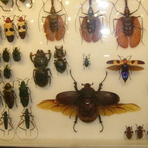 insectarium