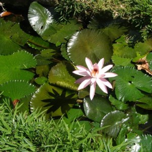 water_lilly